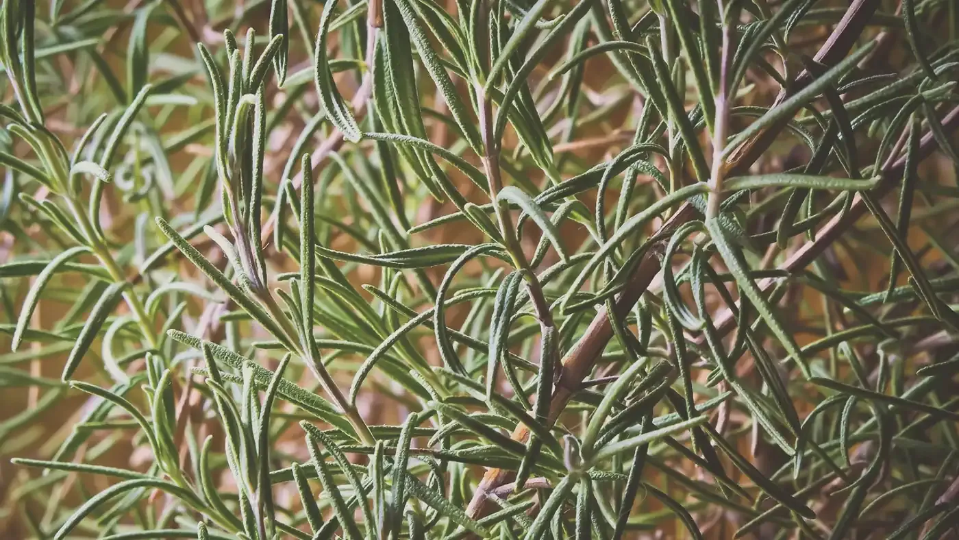 Färska rosmarinkvistar i närbild